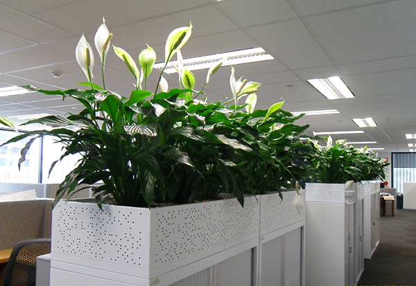 cây xanh trong văn phòng